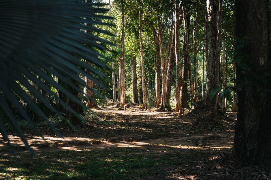 Paleoindian Amazon: Frühe menschliche Spuren im Regenwald – Erkunden Sie einen ruhigen Waldweg, durch dessen hohe Bäume in…