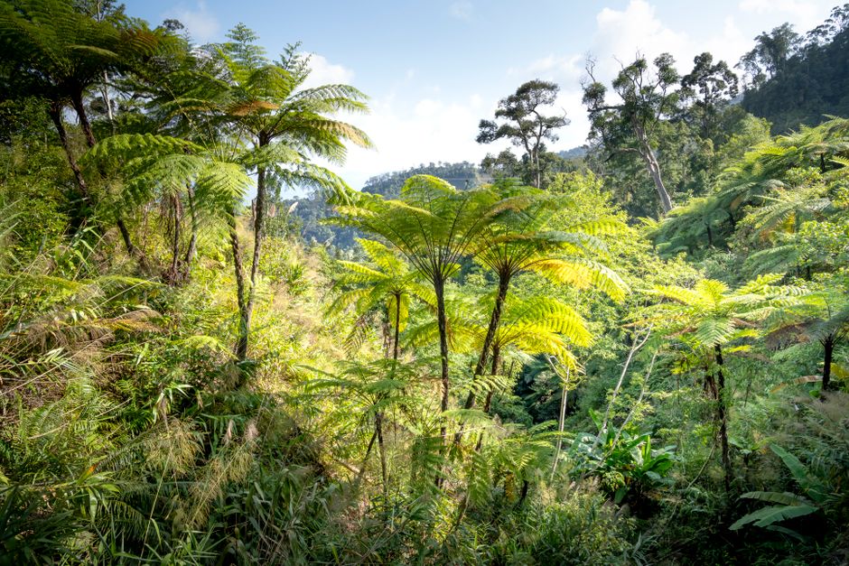 Regenwald-Ökologie: Biodiversität und Klimaschutz – Kostenloses Stock Foto zu baum, biodiversität, biome