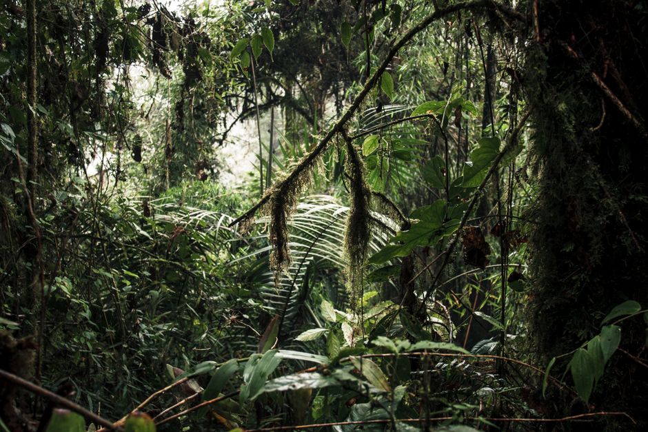 Regenwald-Ökologie: Biodiversität und Klimaschutz – Kostenloses Stock Foto zu @draussen, abenteuer, amazonas