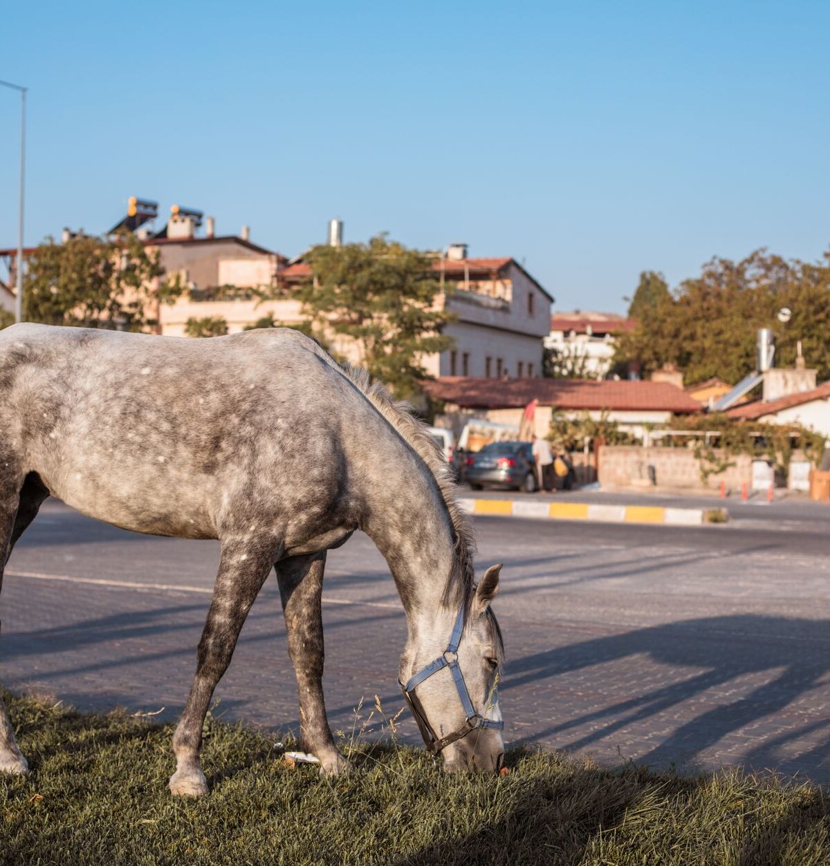 Crazy Horse: Lakota-Führer, Genie und Widerstandskämpfer
