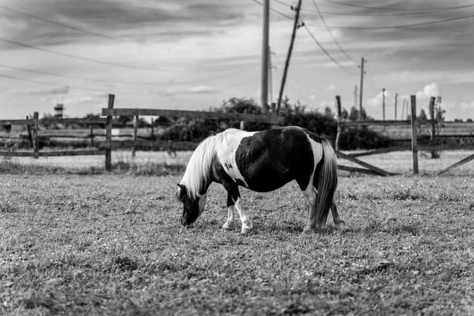 Plains Pferd: Wie Mustangs die indigenen Kulturen Nordamerikas transformierten