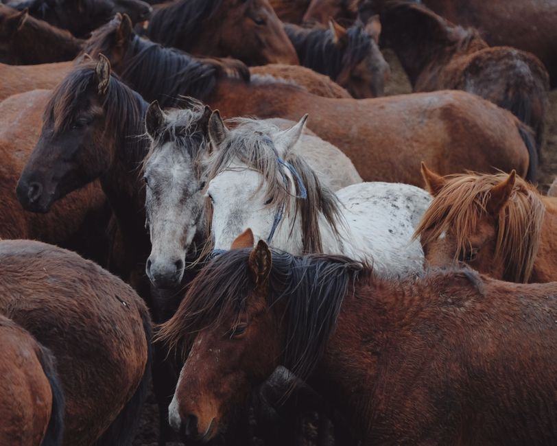Plains Pferd: Wie Mustangs die indigenen Kulturen Nordamerikas transformierten – Eine Gruppe brauner und weißer Pferde, di…