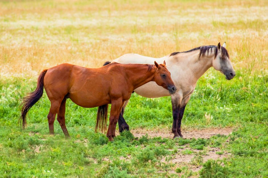Plains Pferd: Wie Mustangs die indigenen Kulturen Nordamerikas transformierten – Paar brauner und weißer Pferde, die in ei…